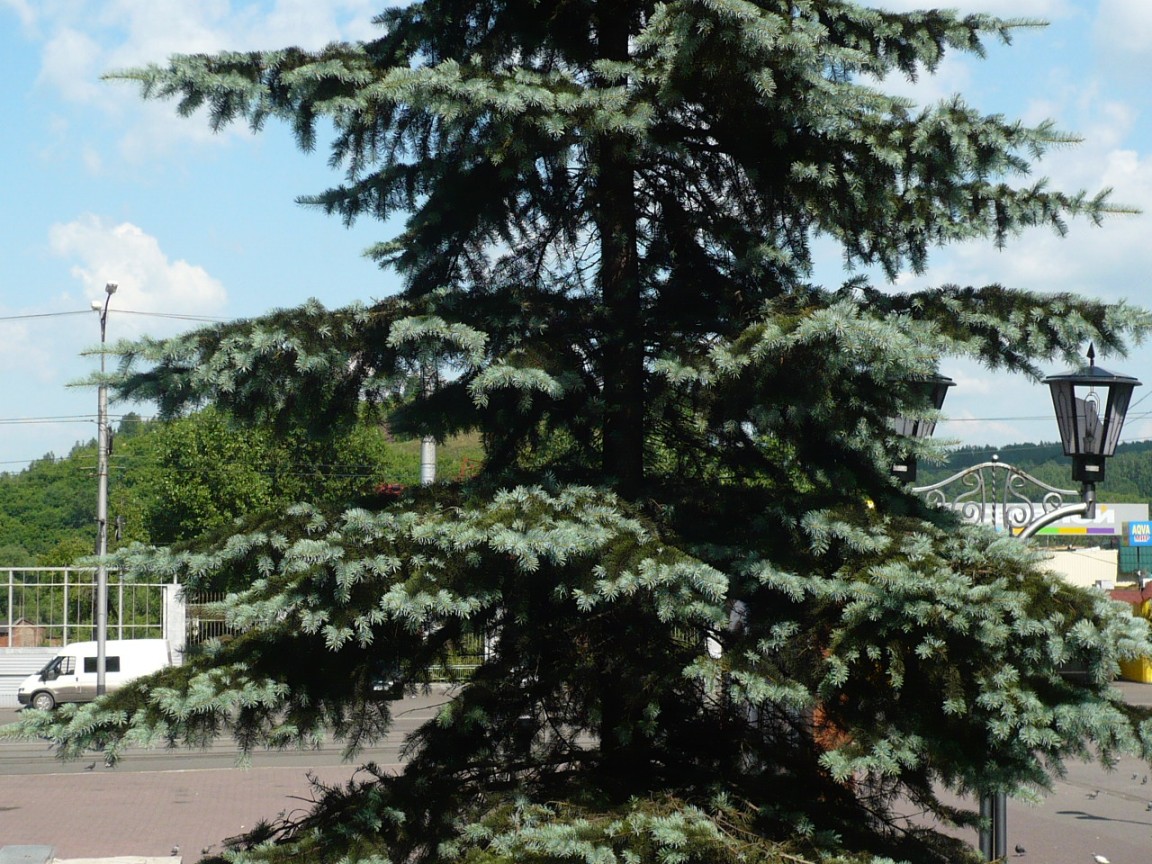 Image of Picea pungens f. glauca specimen.