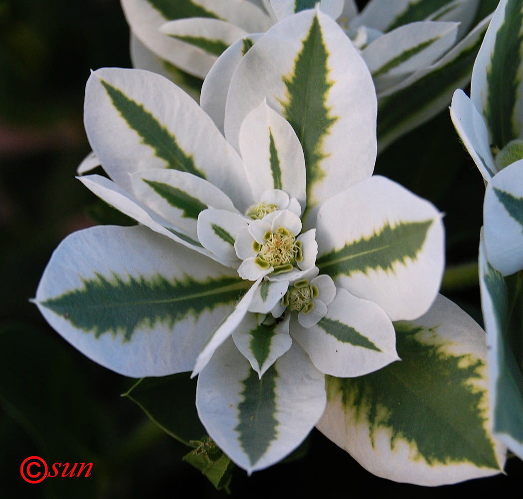 Изображение особи Euphorbia marginata.