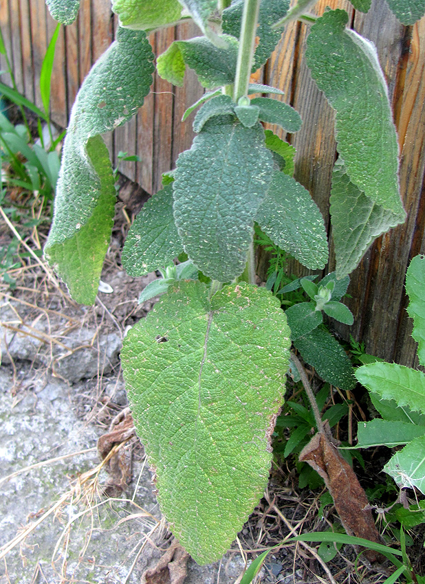 Image of Stachys germanica specimen.