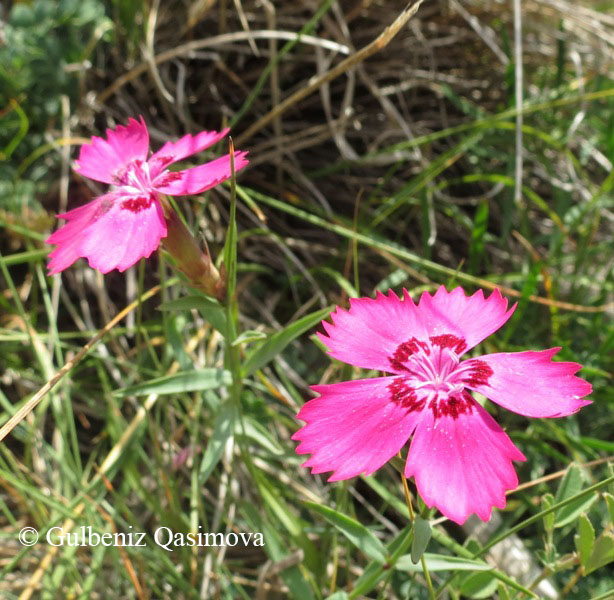 Image of Dianthus caucaseus specimen.