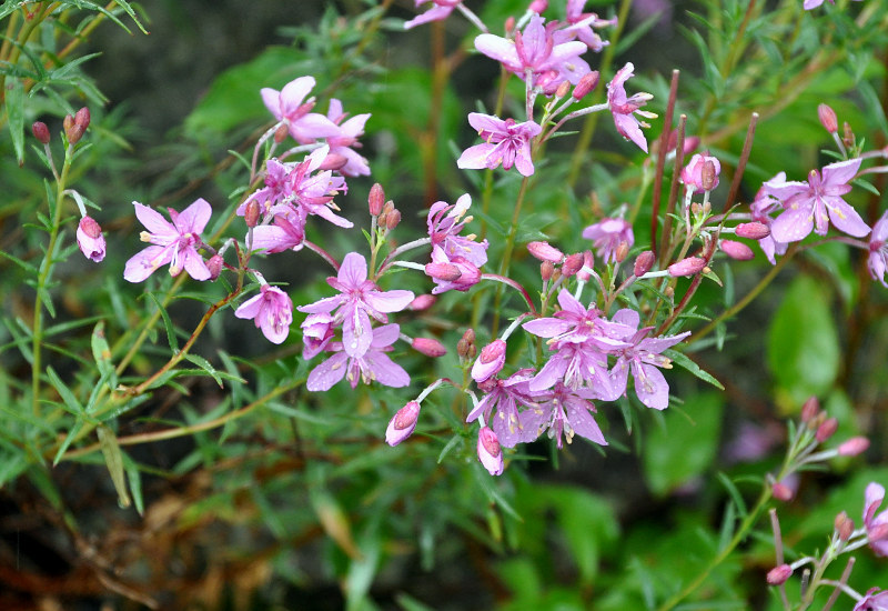 Image of Chamaenerion colchicum specimen.