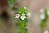 Euphrasia maximowiczii