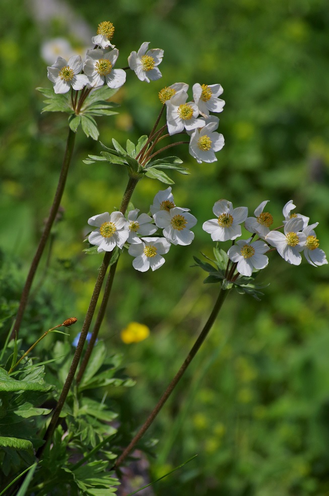 Изображение особи Anemonastrum protractum.