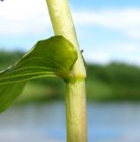 Potamogeton perfoliatus. Основание листа. Окр. Архангельска, затон р. Маймакса. 30.06.2014.