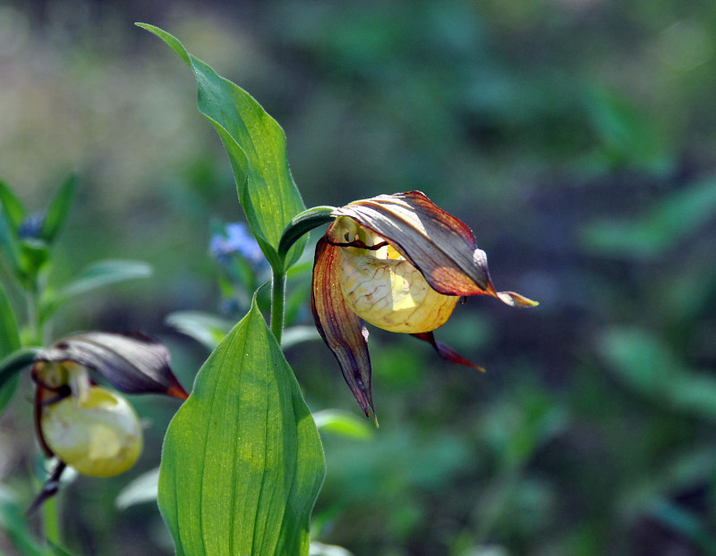 Image of Cypripedium calceolus specimen.