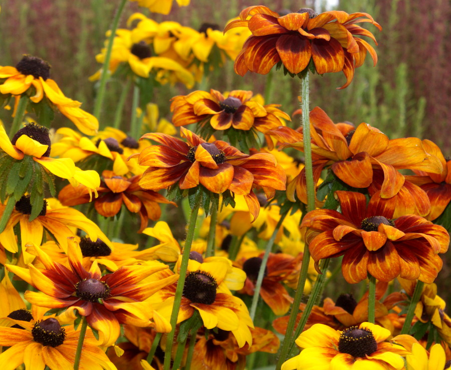 Image of Rudbeckia hirta specimen.