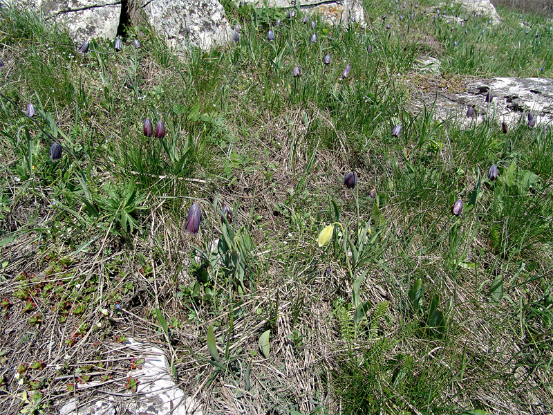 Изображение особи Fritillaria caucasica.