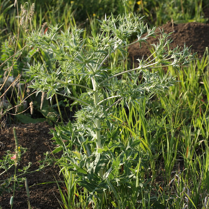 Изображение особи Eryngium campestre.