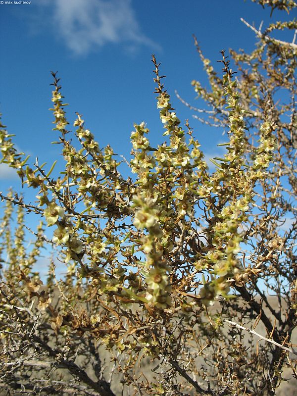 Изображение особи Salsola arbuscula.