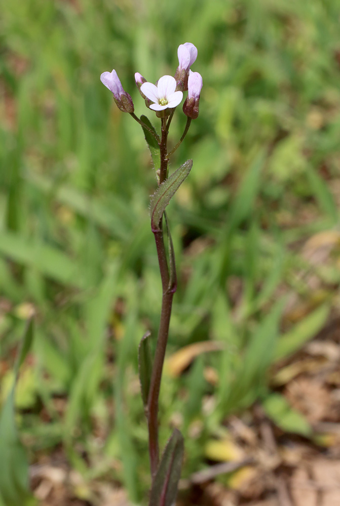 Image of Goldbachia torulosa specimen.