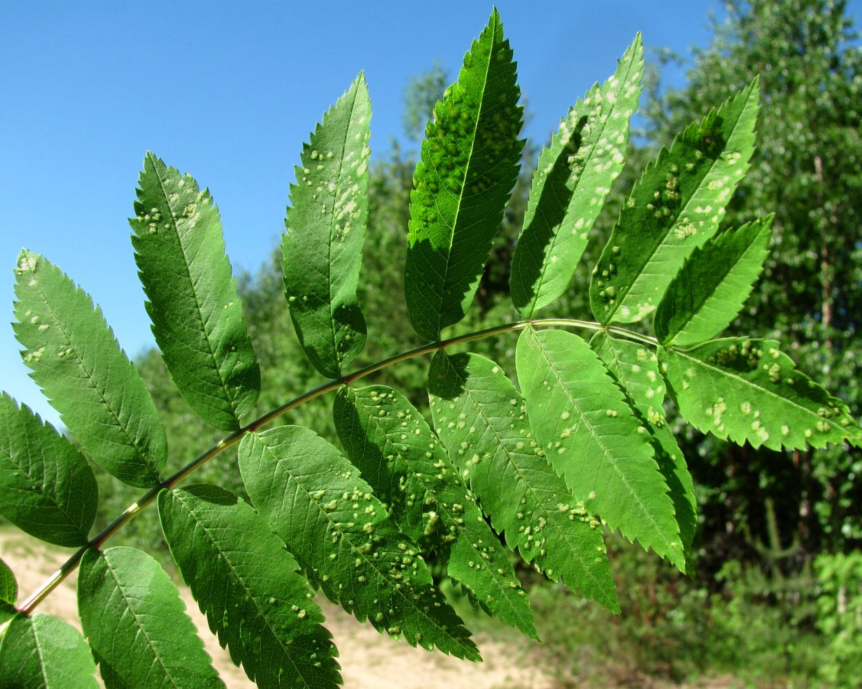 Изображение особи Sorbus aucuparia.