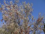 Elaeagnus igda. Крона плодоносящего дерева. Казахстан, хребет Каратау, пос. Абай. 16 октября 2009 г.