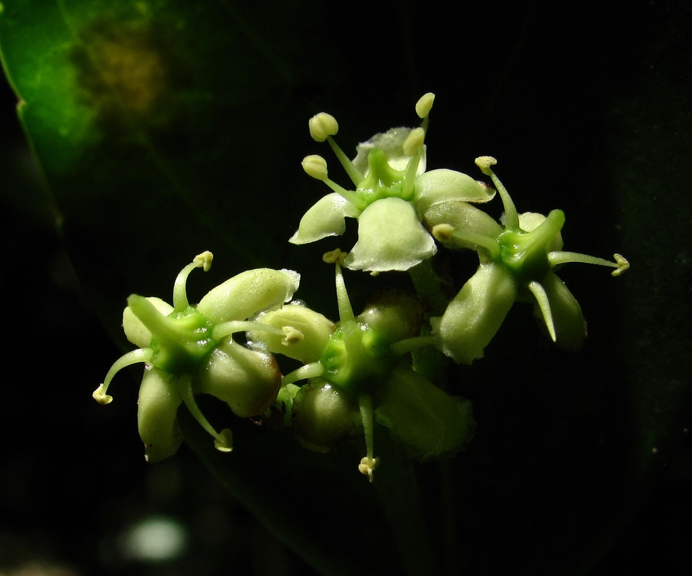 Image of Euonymus japonicus specimen.