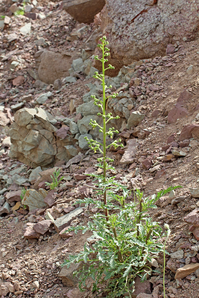 Изображение особи Scrophularia vvedenskyi.