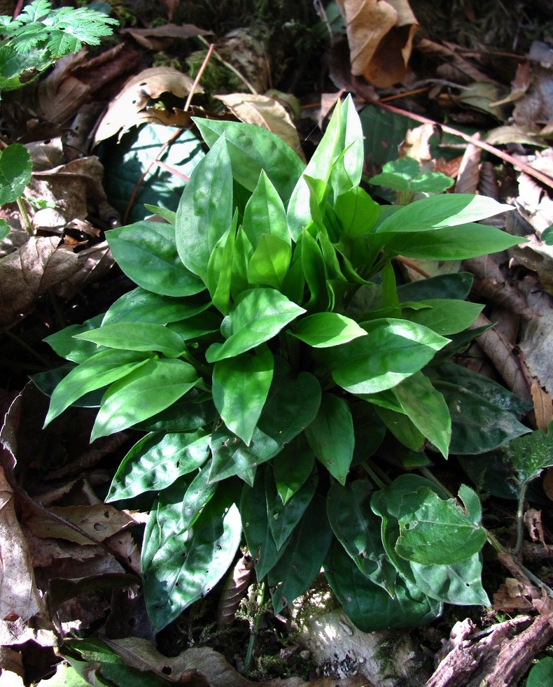 Image of Omphalodes cappadocica specimen.