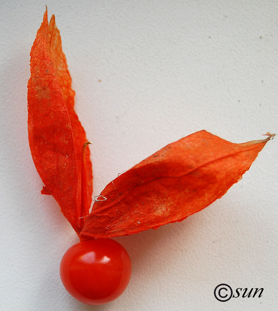 Image of Alkekengi officinarum specimen.