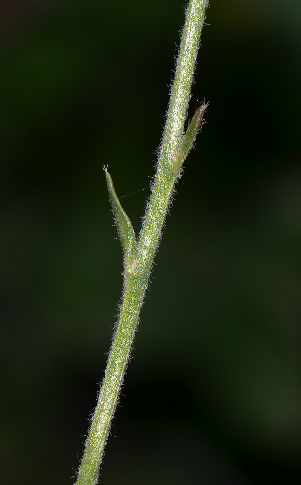 Image of Ranunculus asiaticus specimen.