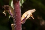 Orobanche pallidiflora. Часть стебля с цветками. Ленинградская обл., Ломоносовский р-н, у дер. Мал. Забородье, сыроватый крупнотравный луг. 20.09.2015.