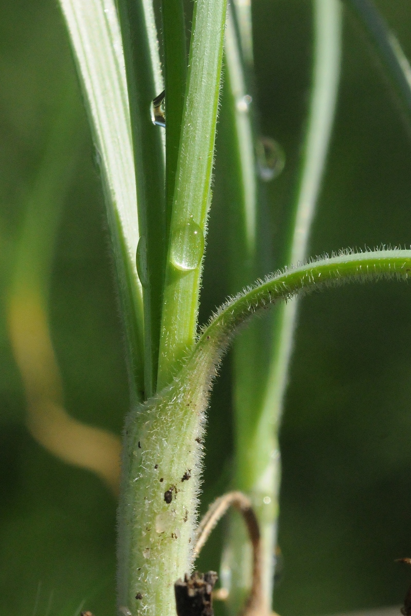 Image of Allium eriocoleum specimen.