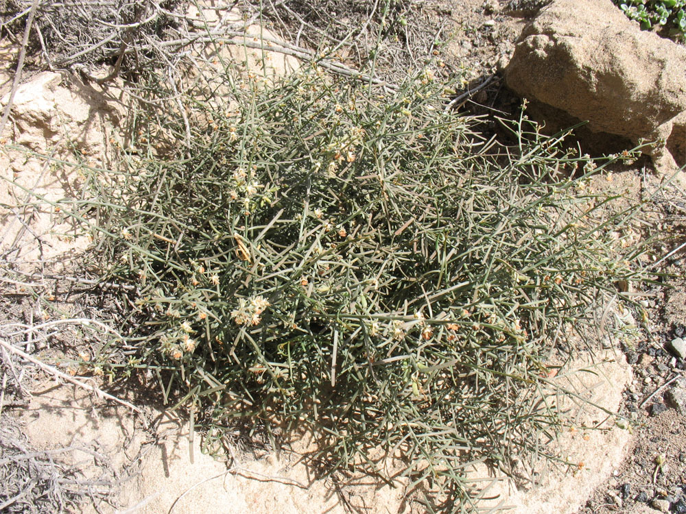 Image of Reseda scoparia specimen.