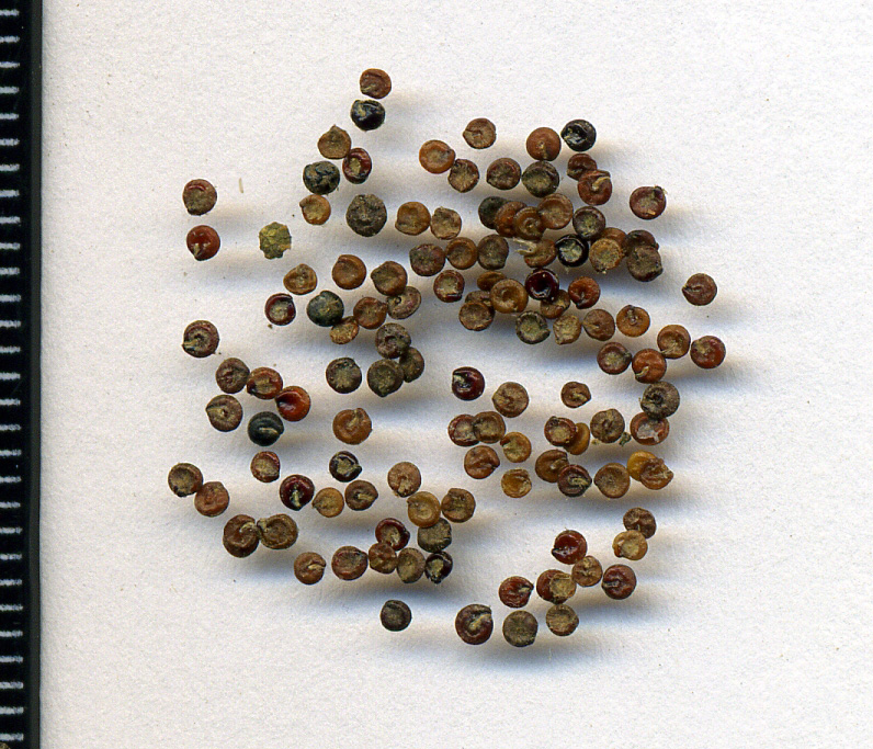 Атлас сорных растений с фото семян