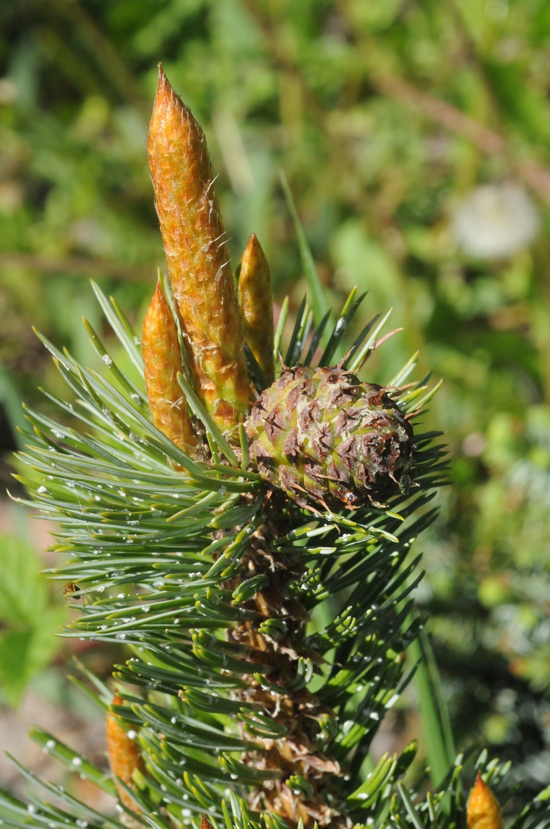 Изображение особи Pinus aristata.