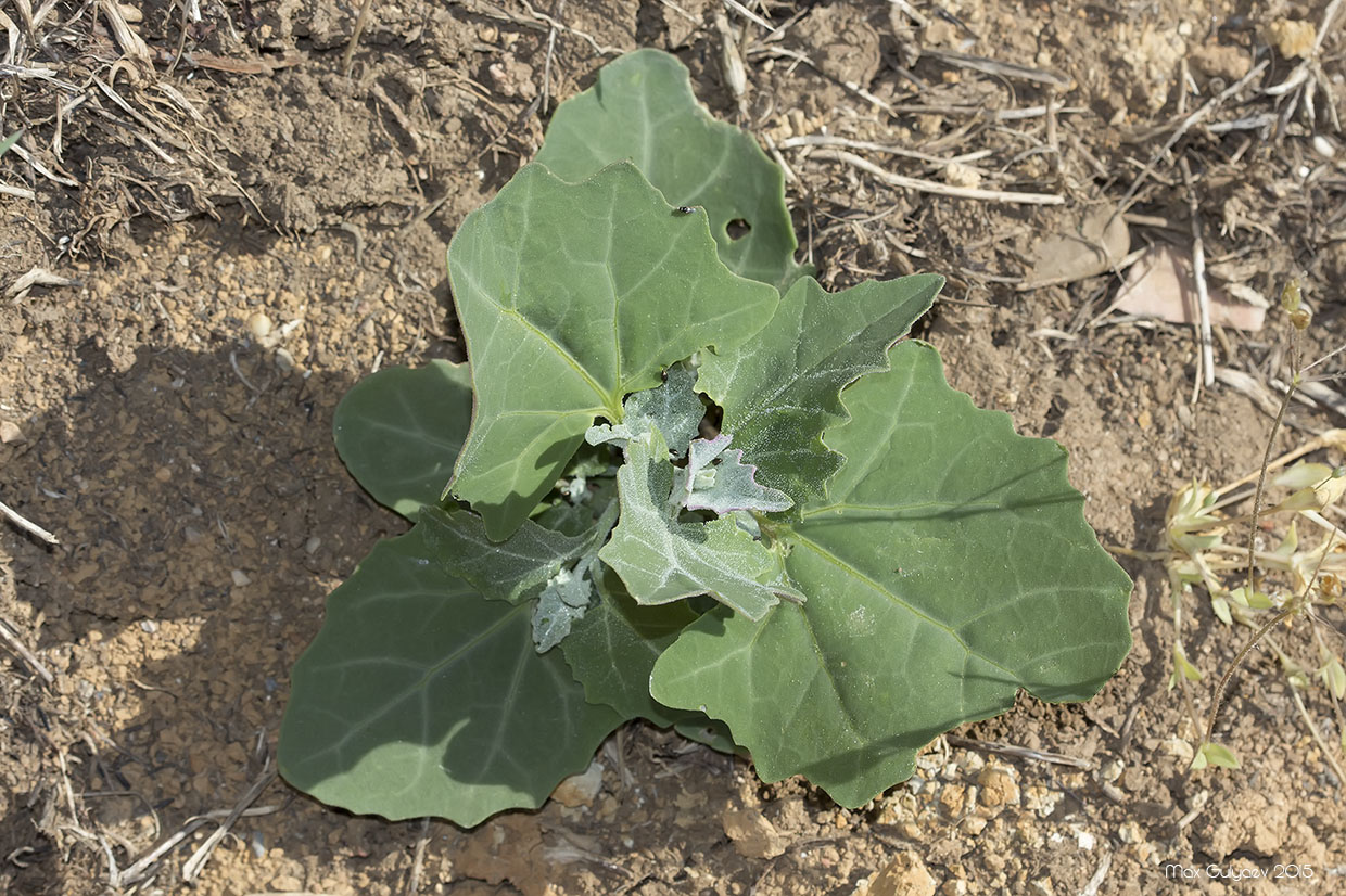 Image of genus Atriplex specimen.