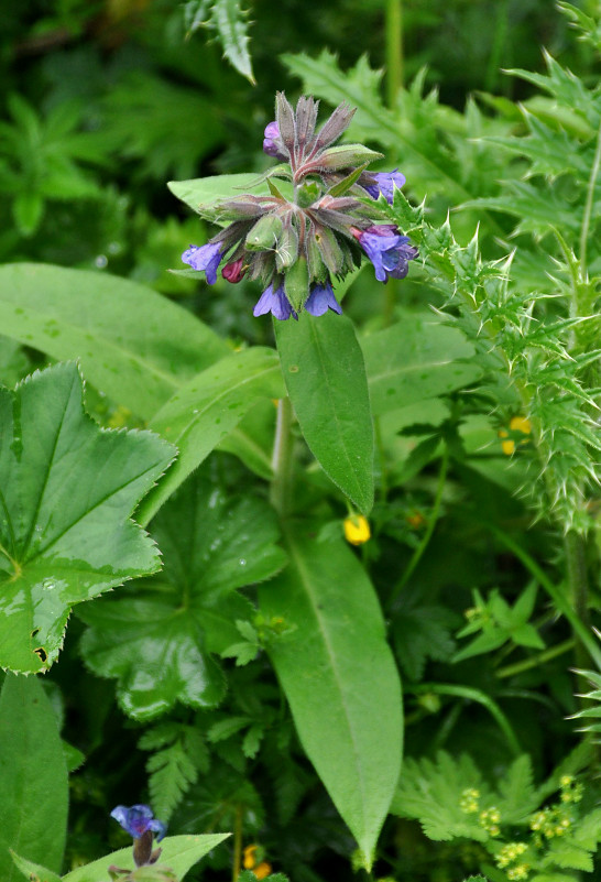 Image of Pulmonaria mollis specimen.