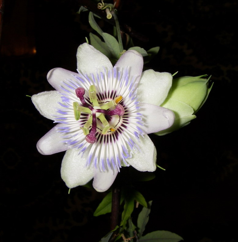 Изображение особи Passiflora caerulea.