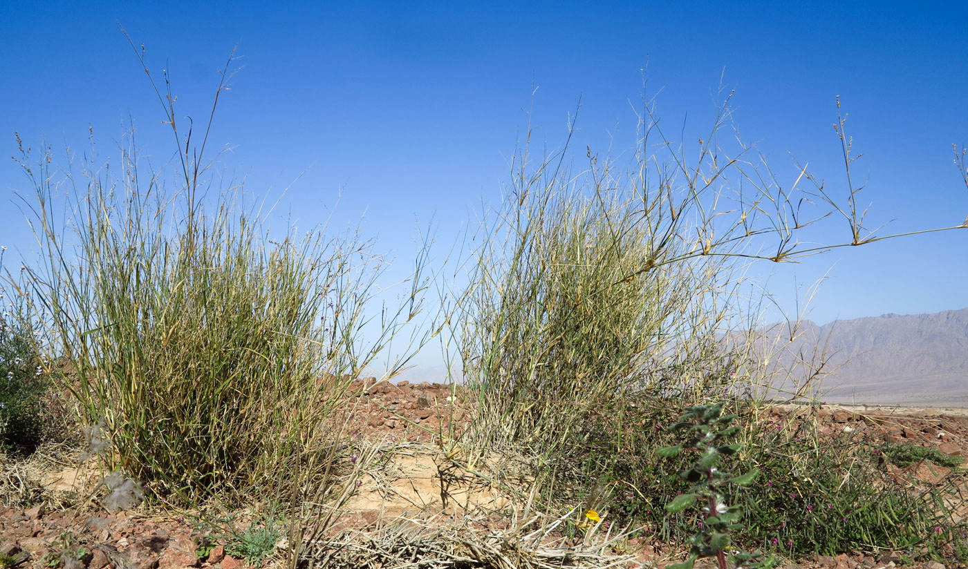 Image of Panicum turgidum specimen.