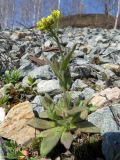 Draba nemorosa. Цветущее растение на щебнистой отсыпке железнодорожной насыпи. Окр. Томска. 02.05.2014.