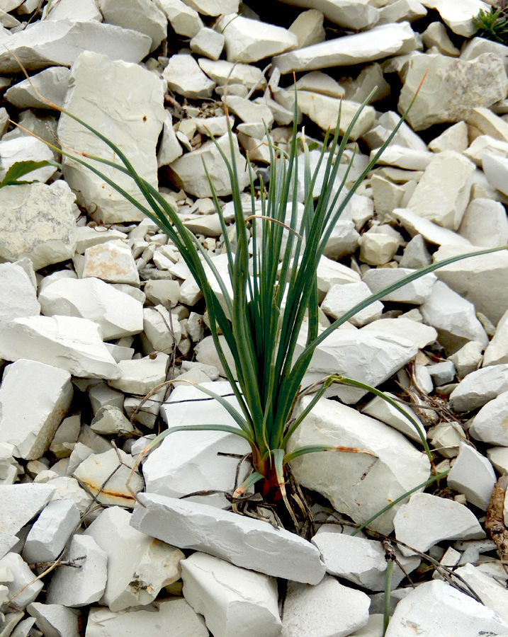 Image of Asphodeline taurica specimen.