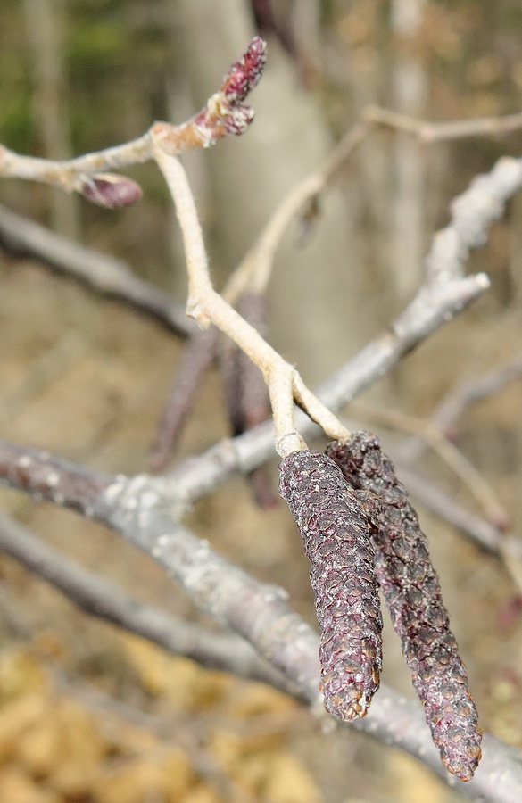 Image of Alnus hirsuta specimen.