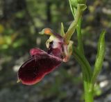 Ophrys mammosa. Цветок. Крым, окр. с. Терновка, редколесье из дуба и можжевельника колючего. 2 мая 2016 г.