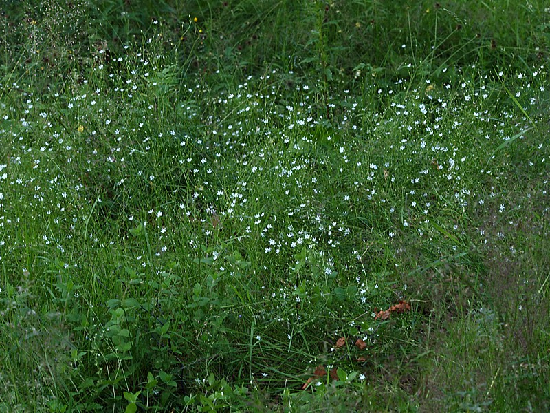 Изображение особи Stellaria graminea.