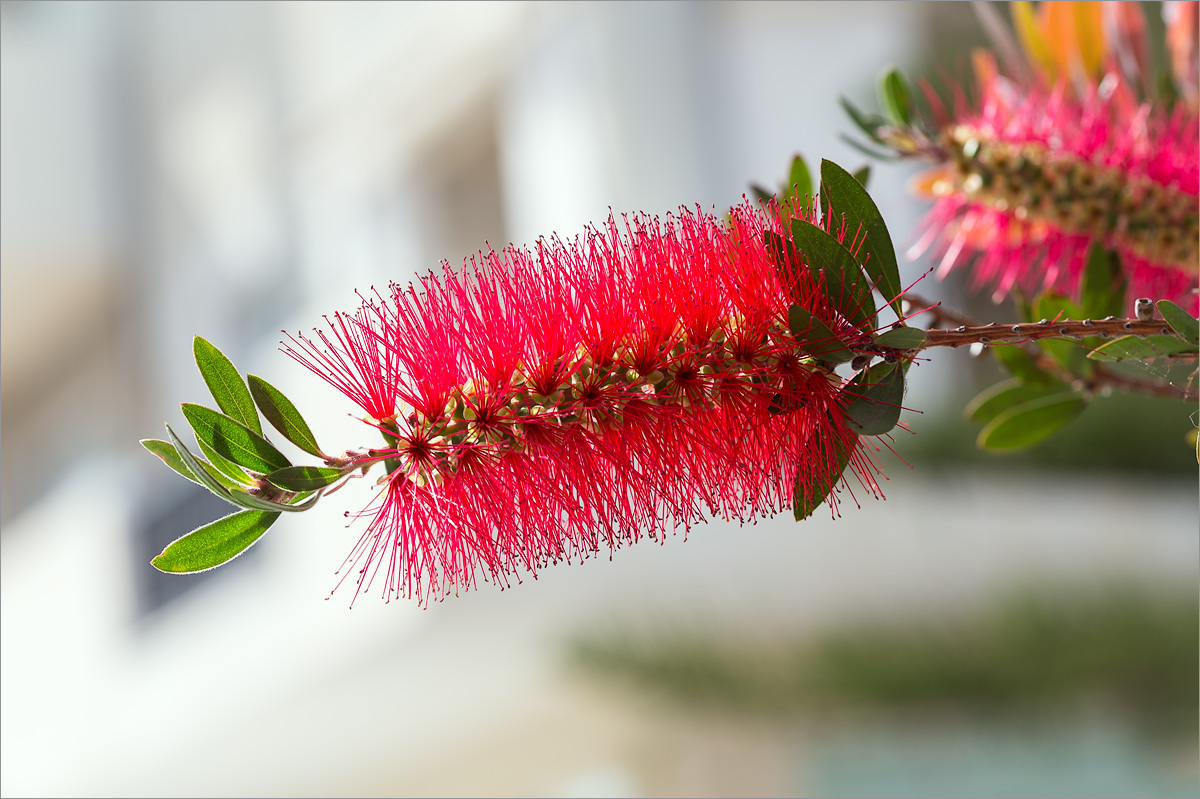 Image of Callistemon citrinus specimen.