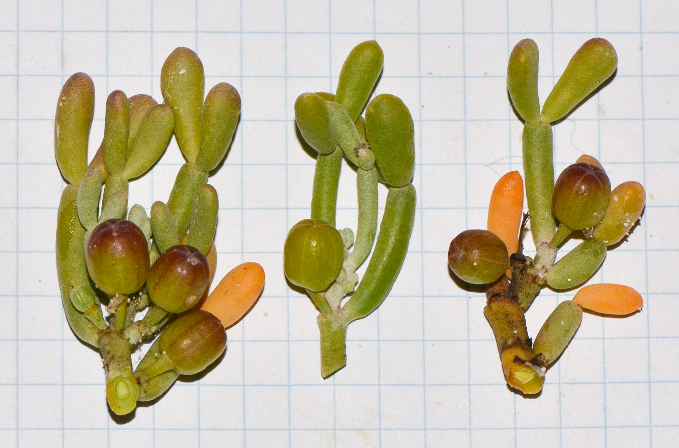 Image of Tetraena fontanesii specimen.