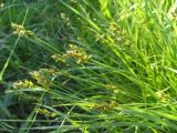 Carex spicata. Верхушки побегов с соцветиями. Тверь, мкр-н Южный, луг на пустыре. 01.06.2016.