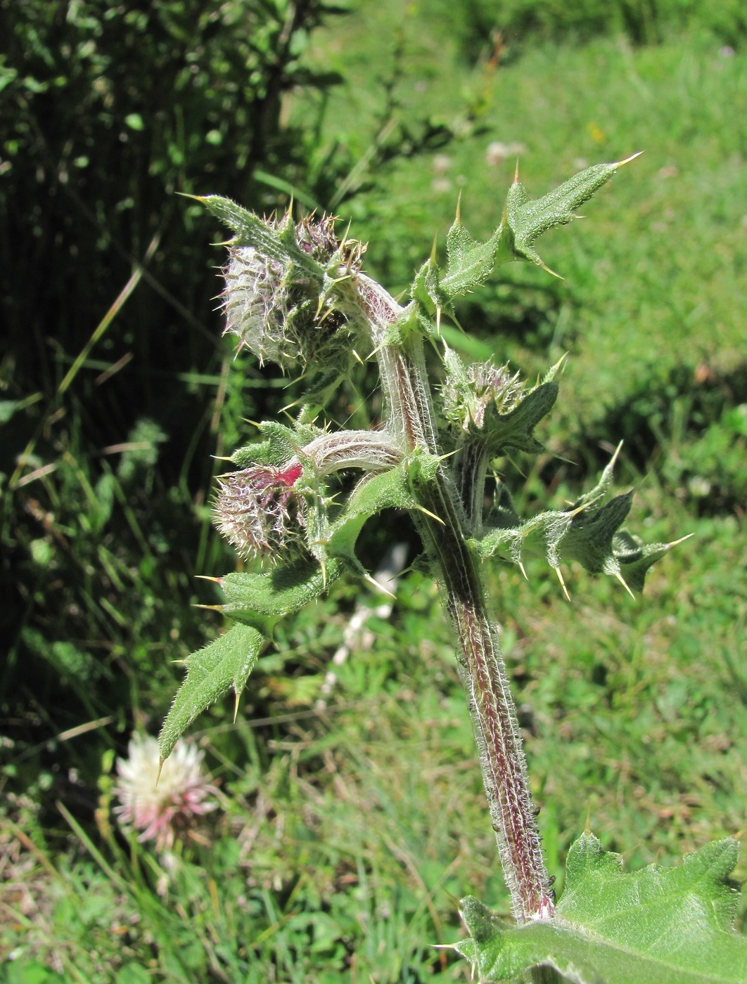 Image of Cirsium buschianum specimen.