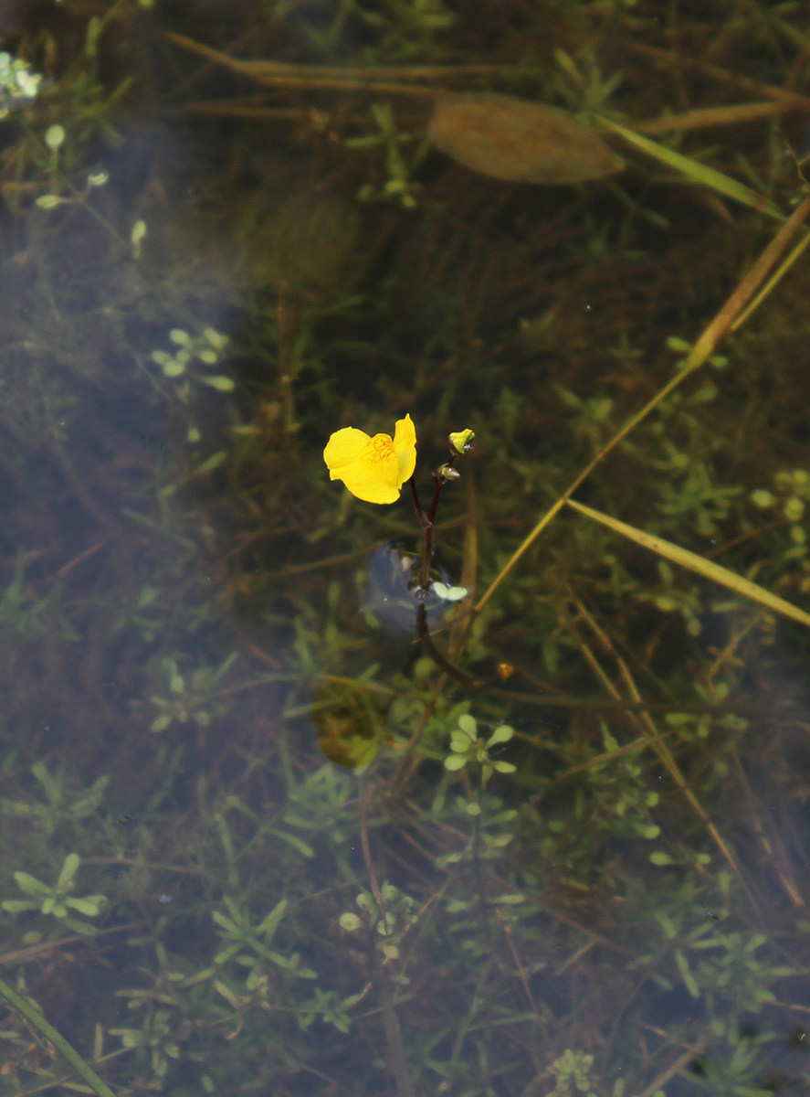 Image of Utricularia × neglecta specimen.