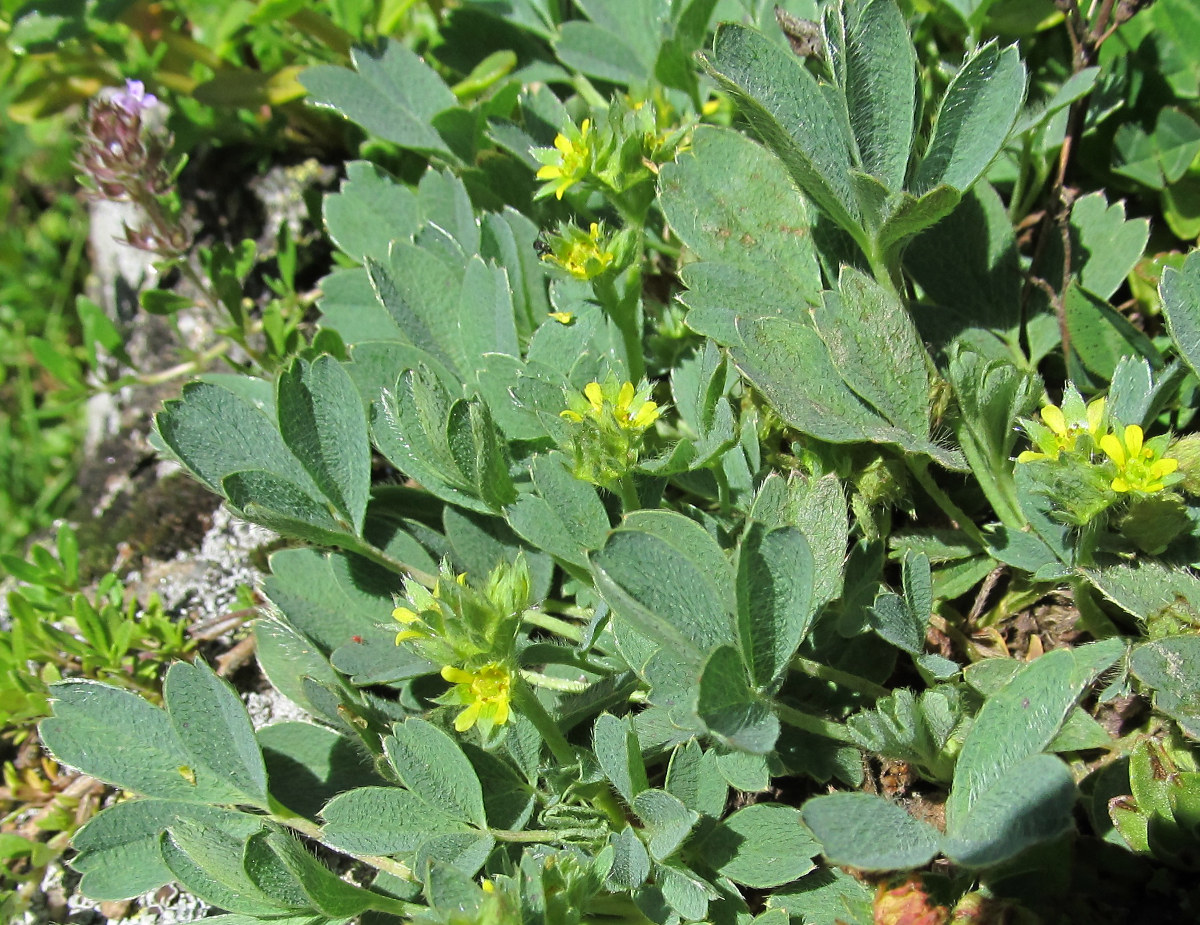 Image of Sibbaldia parviflora specimen.