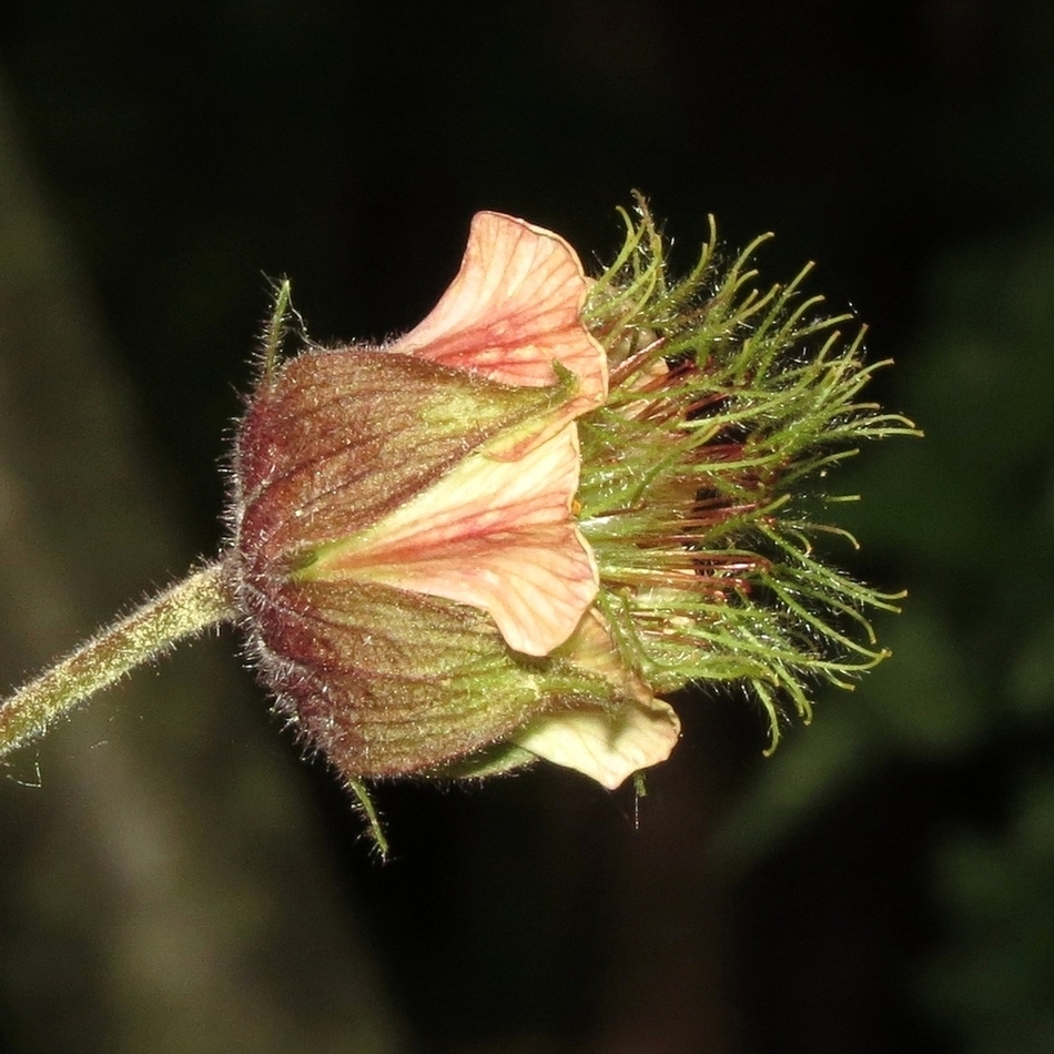 Image of Geum rivale specimen.