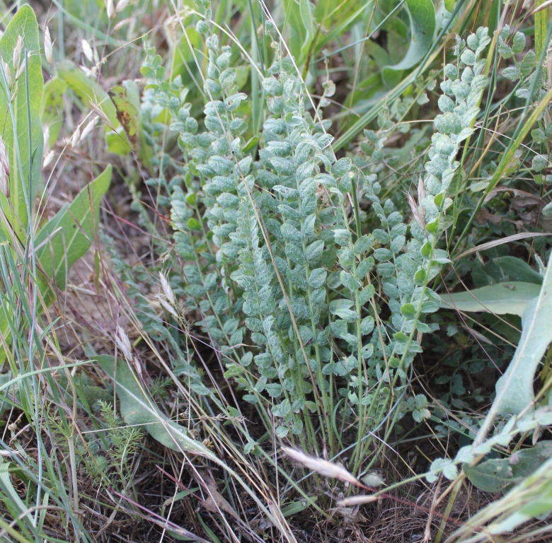 Изображение особи Astragalus angustidens.