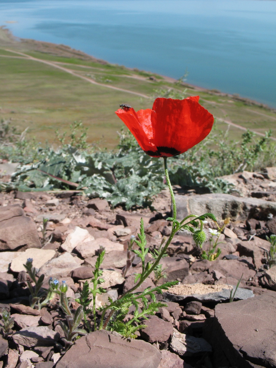 Изображение особи Papaver pavoninum.