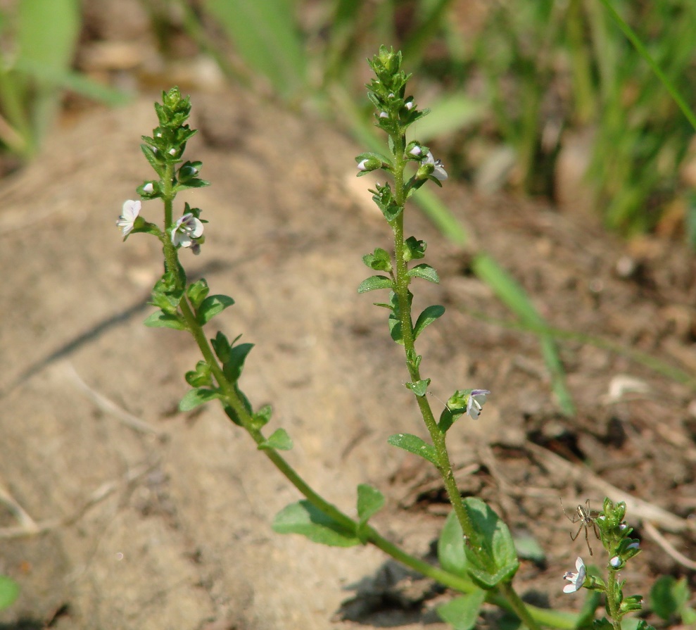 Image of Veronica serpyllifolia specimen.