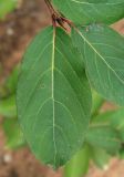 Populus suaveolens