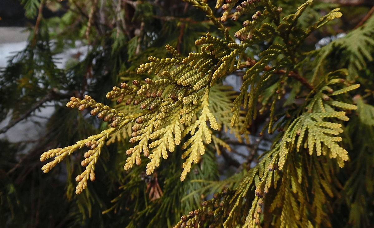 Image of Thuja occidentalis specimen.