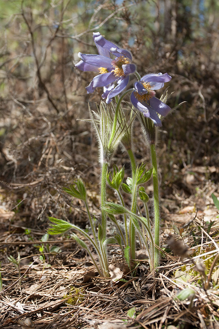 Image of Pulsatilla patens specimen.