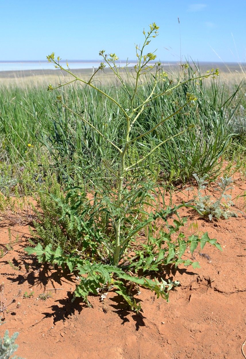 Изображение особи Sisymbrium altissimum.