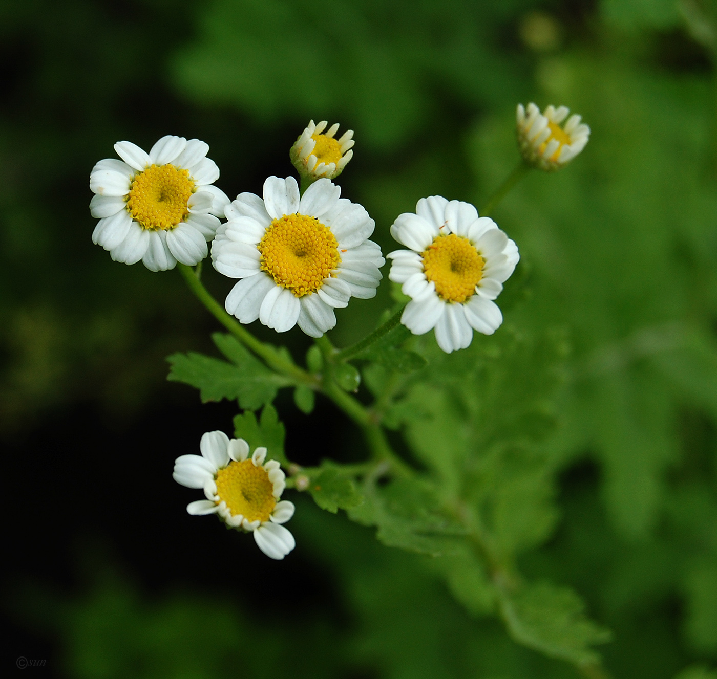 Image of Pyrethrum parthenium specimen.